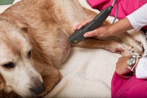 Laser Therapy for Pet Pain Management