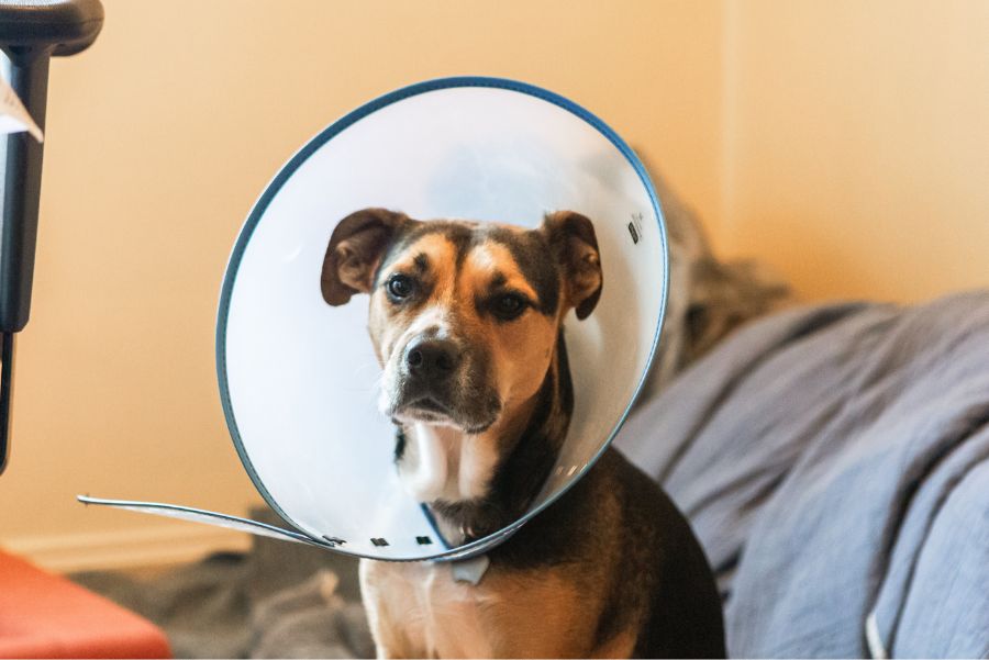 Prevent Complications After Your Pet’s Surgery