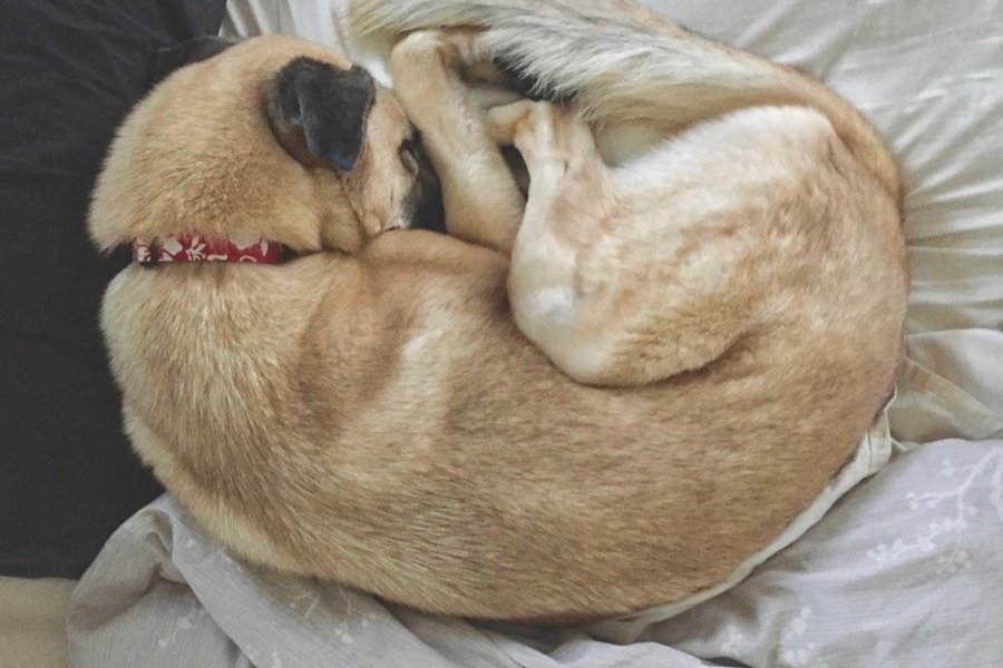 Circling Could Be a Sign if Dog Anxious