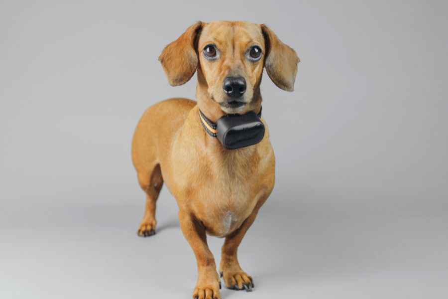 Tech-Enhanced Pet Care