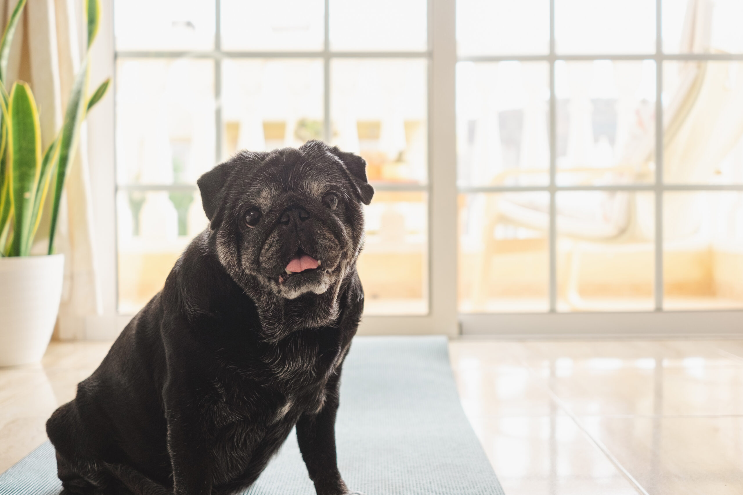 Safe Exercise Routines for Senior Dogs