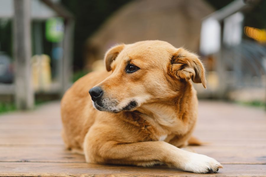 Find Lost Pets Faster