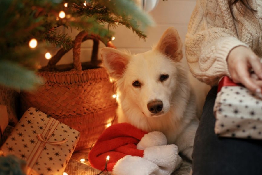 pet first aid kit essentials