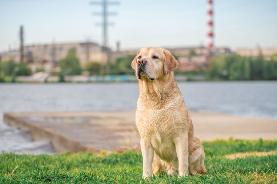 Labrador health care