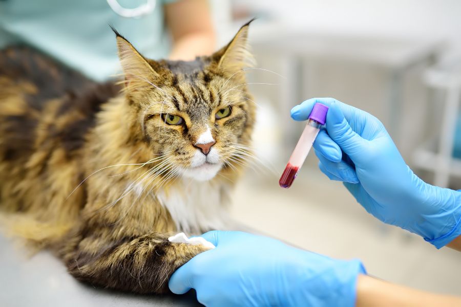senior cat bloodwork tests