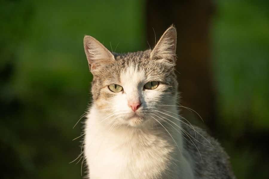 coconut oil for cats