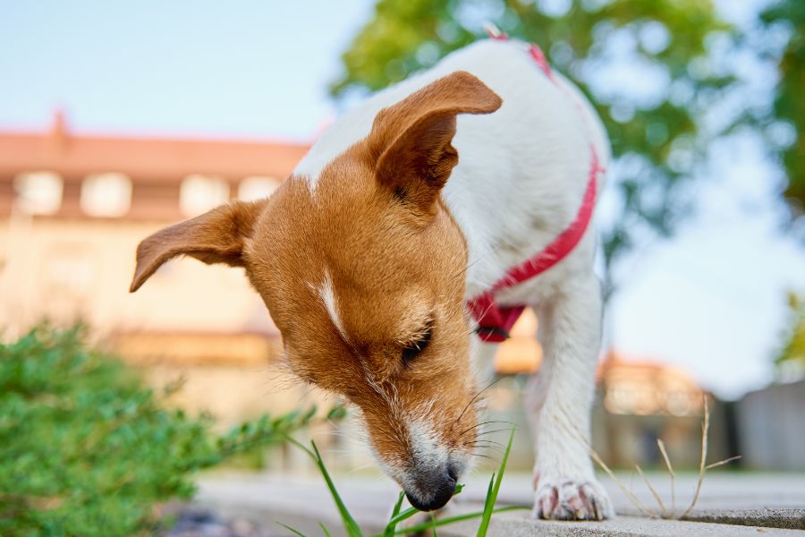 Dog Ate a Lily? Emergency Steps Every Owner Must Know