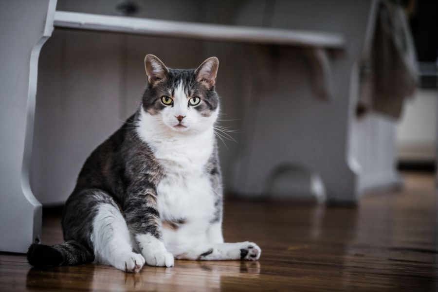 female cat weight gain