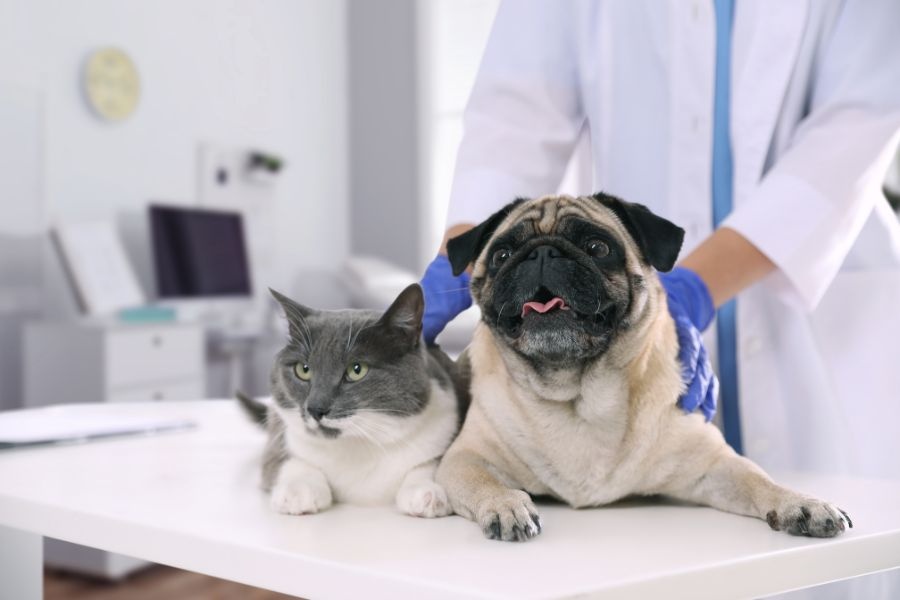 pet wellness exam breakdown