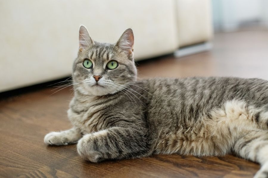 cat broken tail treatment options