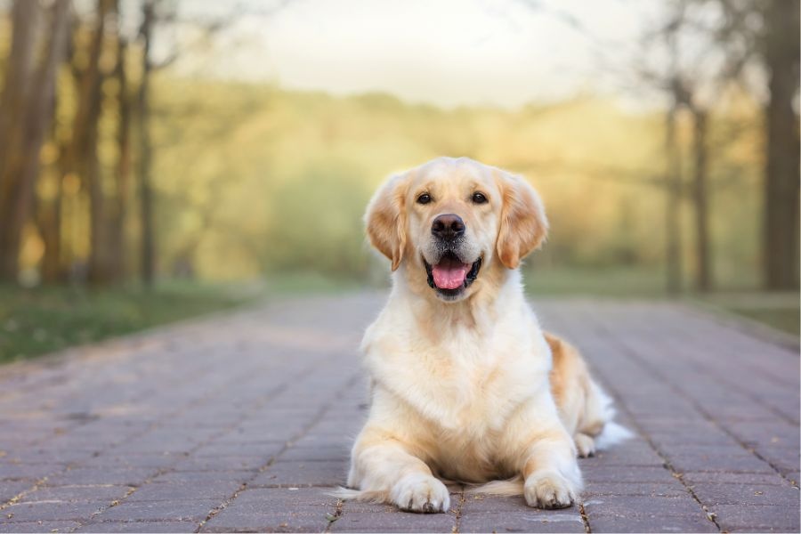 protecting pets from sunburn outdoors