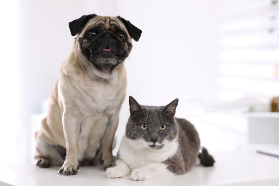 safe vs unsafe pet toys guide