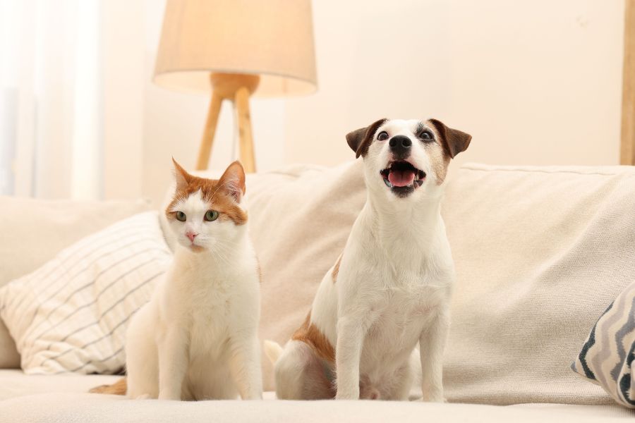 signs pet needs urgent vet care