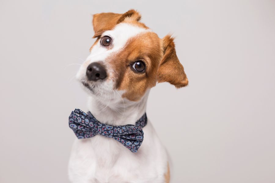 early signs of Lyme disease in dogs