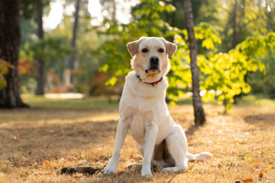how to help senior dog with anxiety