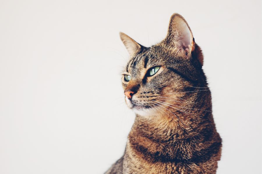 urgent care for kittens under 8 weeks