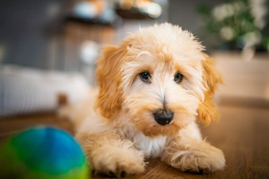 urgent care for puppies warning signs