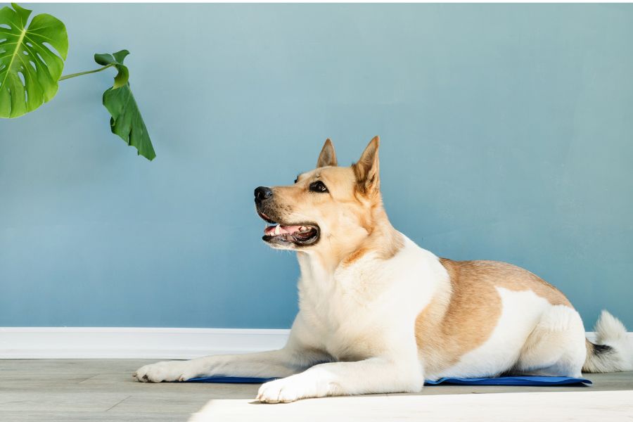 anemia in dogs