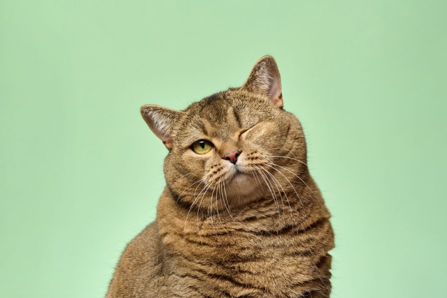 cat hiding and acting sick urgent care