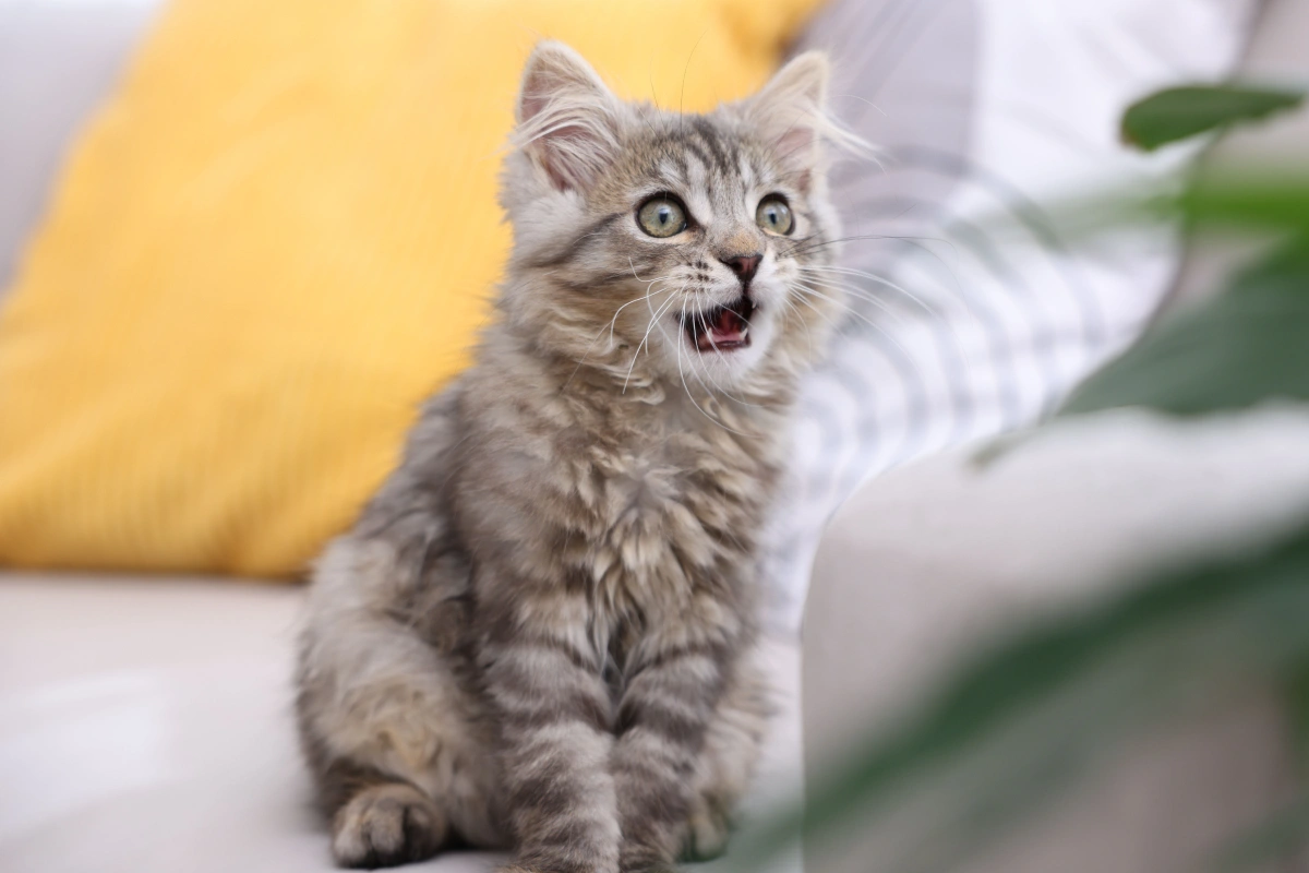What Your Cat Is Trying to Tell You by Meowing Constantly