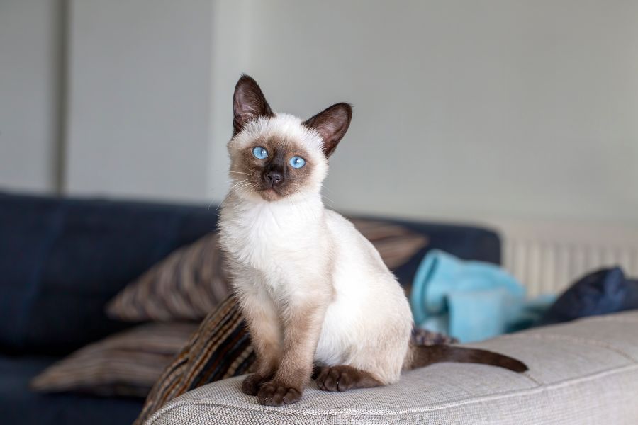 cat keep scratching its ears