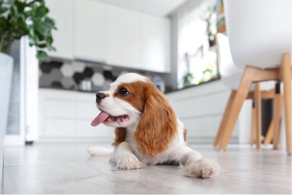 dog blood in stool