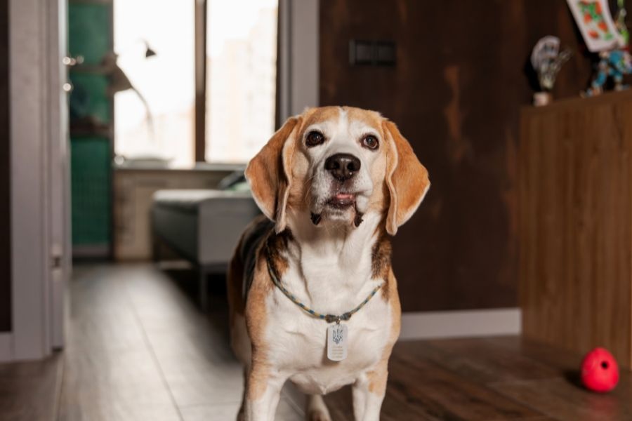 most loyal dog breeds