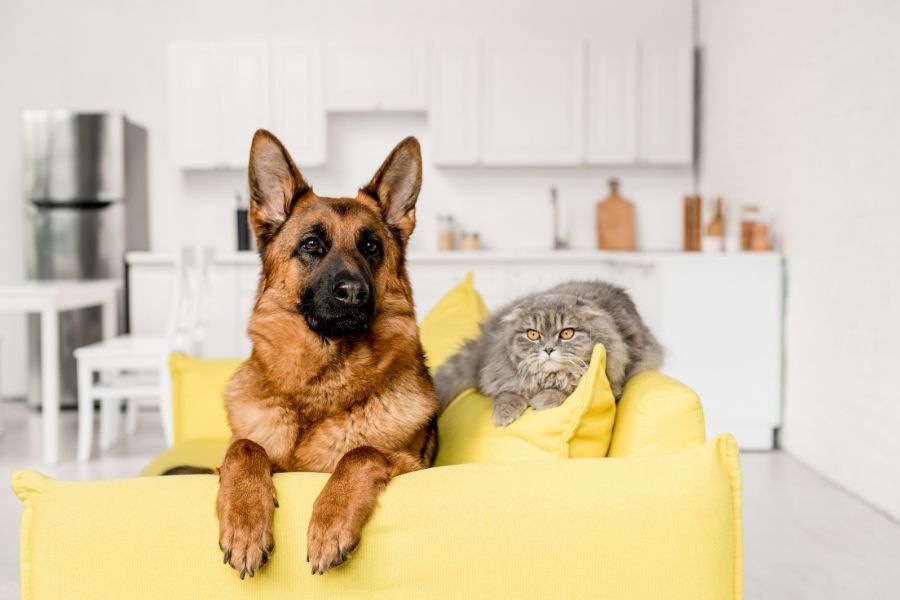 osteoarthritis in dogs and cats